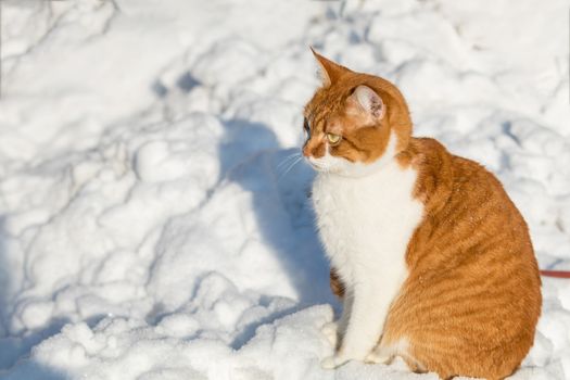 Cut red-white cat playing on white snow surface. Sunny beautiful winter day. Close up.