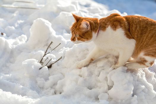 Cut red-white cat playing on white snow surface. Sunny beautiful winter day. Close up.