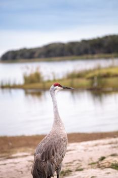 Sandhill crane bird Grus canadensis forages for food in the marsh at the Myakka River State Park in Sarasota, Florida