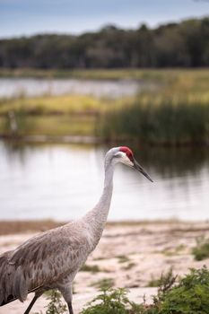 Sandhill crane bird Grus canadensis forages for food in the marsh at the Myakka River State Park in Sarasota, Florida