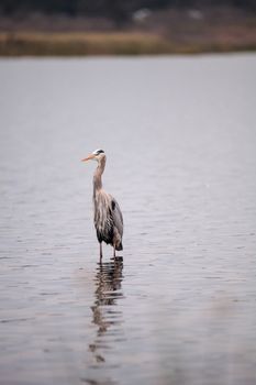 Great blue heron Ardea herodias in the wetland and marsh at the Myakka River State Park in Sarasota, Florida, USA