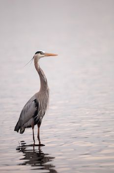 Great blue heron Ardea herodias in the wetland and marsh at the Myakka River State Park in Sarasota, Florida, USA