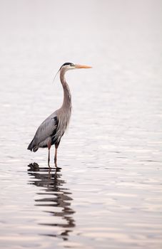 Great blue heron Ardea herodias in the wetland and marsh at the Myakka River State Park in Sarasota, Florida, USA