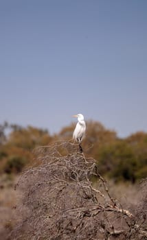 Great egret Ardea alba in the wetland and marsh at the Myakka River State Park in Sarasota, Florida, USA