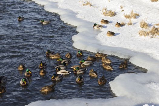 A flock of wild ducks in the winter river. Russia. Tula.