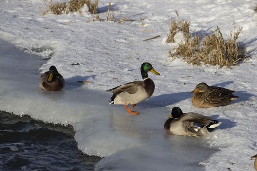 A flock of wild ducks in the winter river. Russia. Tula.