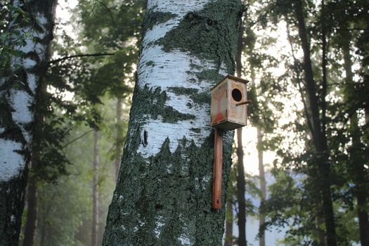 A birdhouse on a birch tree in a misty forest. Morning forest. Russia.