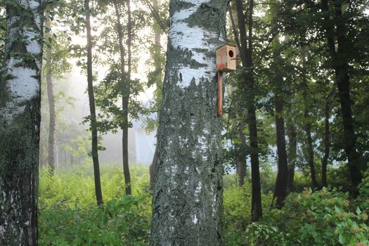 A birdhouse on a birch tree in a misty forest. Morning forest. Russia.