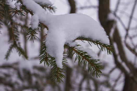 Spruce sprig sprinkled with snow. Russian winter forest.