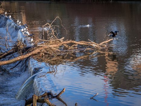 Cormorant standing on a fallen tree stuck in the weir on the River Wear in Durham