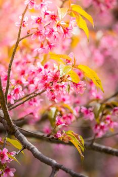 Sakura flowers blooming blossom in Chiang Mai, Thailand, nature background