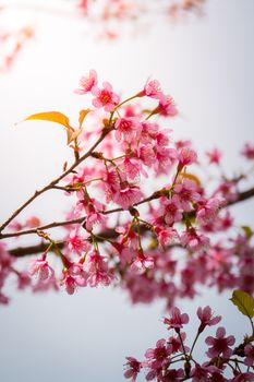 Sakura flowers blooming blossom in Chiang Mai, Thailand, nature background