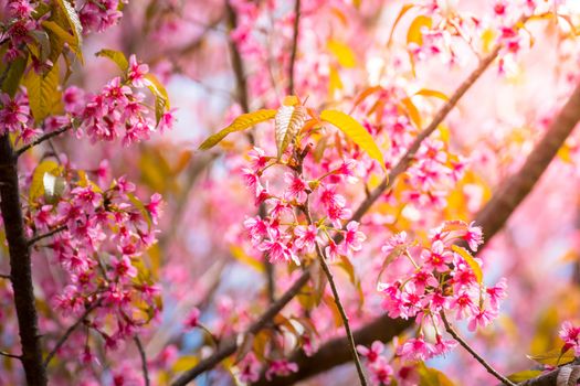 Sakura flowers blooming blossom in Chiang Mai, Thailand, nature background