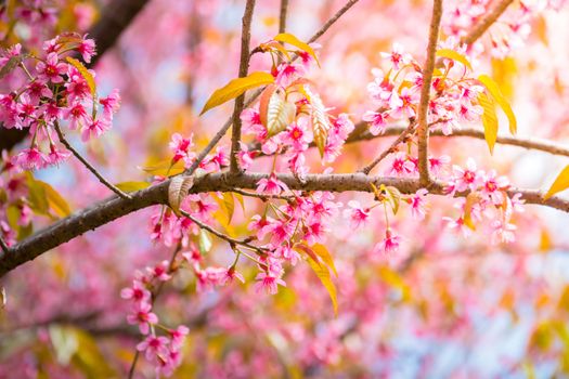 Sakura flowers blooming blossom in Chiang Mai, Thailand, nature background