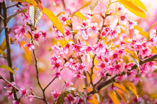 Sakura flowers blooming blossom in Chiang Mai, Thailand, nature background