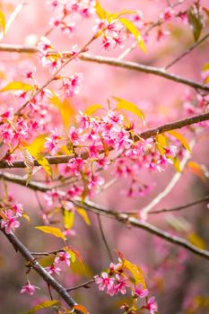 Sakura flowers blooming blossom in Chiang Mai, Thailand, nature background