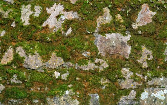 Texture of gray stone wall covered with lichen and moss