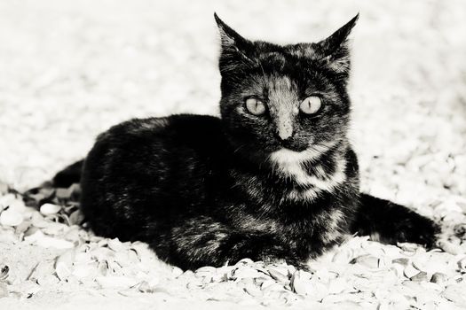 small spotted cat on the beach. photo