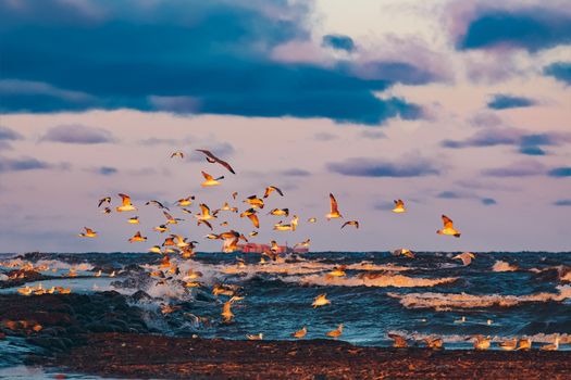 Flying seagulls over the winter sea in Riga