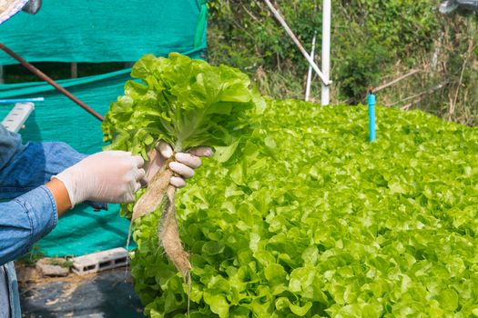 Hydroponics Organic Agriculture Farm System harvest, Farmer Hand holding vegetables, Green Salad Lettuce, from Plastic Pipe in his hands as Harvesting in Modern Agricultural Farming.