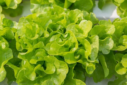 Fresh Green Oak Salad Lettuce Vegetable growing in Plastic Pipe in Hydroponic Organic Agricultural System Farming or Garden Plantation under Morning Sunshine in Asian as Modern Agriculture production
