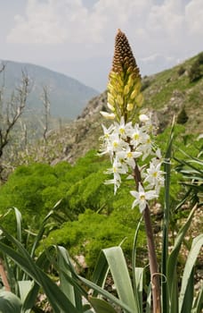Close-up of a flower in Chimgan mountains, Uzbekistan