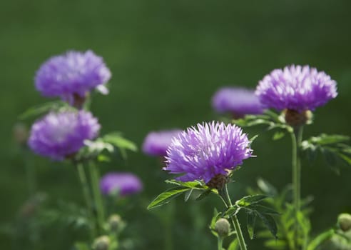Purple flowers in a meadow on a sunny day