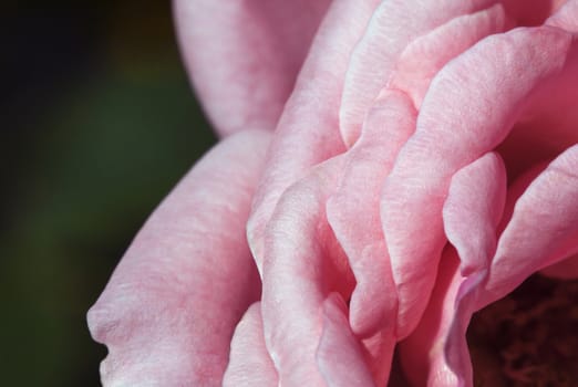 Vibrant close-up of a pink rose petals