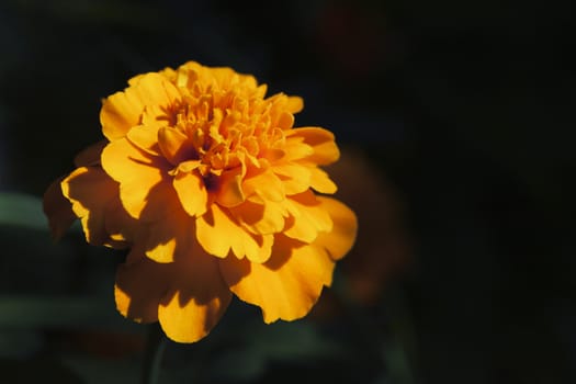Macro shot of marigold flower, Tagetes erecta, view from above