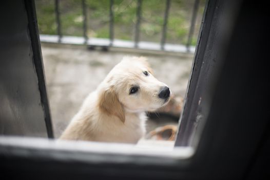 portrait of dog golden retriever puppy in his home