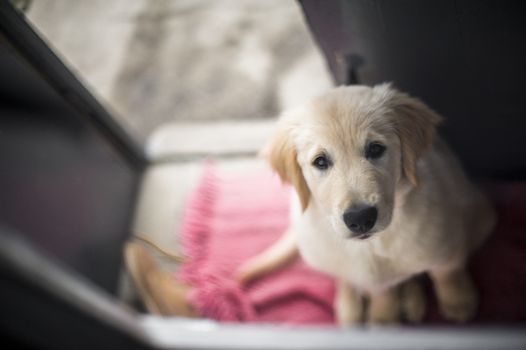 portrait of dog golden retriever puppy in his home