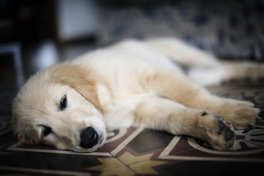 portrait of dog golden retriever puppy in his home