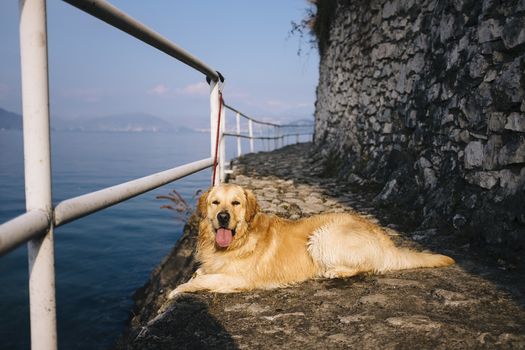 golden retriever posing while walking along the lakefront on a sunny day, Lake Maggiore, Italy,