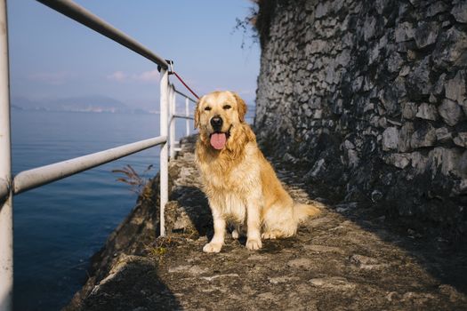 golden retriever posing while walking along the lakefront on a sunny day, Lake Maggiore, Italy,