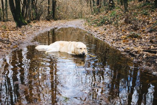 golden retriever dog lying inside a puddle in the autumn woods