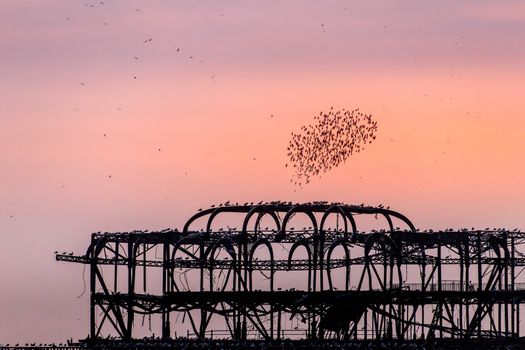 BRIGHTON, EAST SUSSEX/UK - JANUARY 26 : Starlings over the derelict West Pier in Brighton East Sussex on January 26, 2018