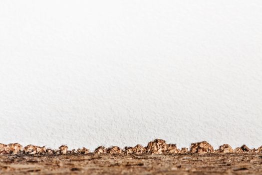 close-up of a rough cut white wooden board for furniture use