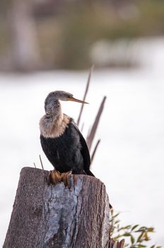 Anhinga bird called Anhinga anhinga in the marsh at Lakes Park in Fort Myers, Florida