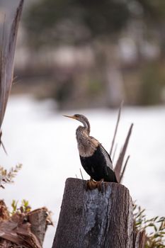 Anhinga bird called Anhinga anhinga in the marsh at Lakes Park in Fort Myers, Florida