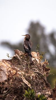 Anhinga bird called Anhinga anhinga in the marsh at Lakes Park in Fort Myers, Florida