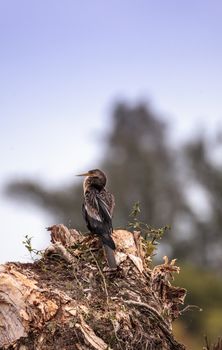 Anhinga bird called Anhinga anhinga in the marsh at Lakes Park in Fort Myers, Florida