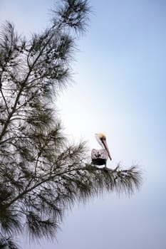 Brown pelican called Pelecanus occidentalis perches in a tree at Lakes Park in Fort Myers, Florida