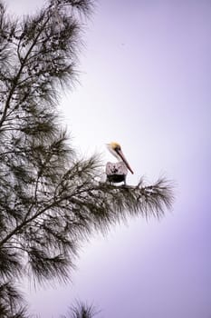 Brown pelican called Pelecanus occidentalis perches in a tree at Lakes Park in Fort Myers, Florida