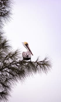 Brown pelican called Pelecanus occidentalis perches in a tree at Lakes Park in Fort Myers, Florida