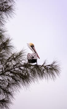 Brown pelican called Pelecanus occidentalis perches in a tree at Lakes Park in Fort Myers, Florida