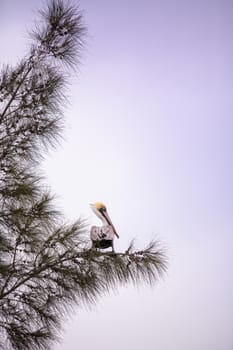 Brown pelican called Pelecanus occidentalis perches in a tree at Lakes Park in Fort Myers, Florida