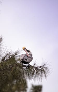 Brown pelican called Pelecanus occidentalis perches in a tree at Lakes Park in Fort Myers, Florida