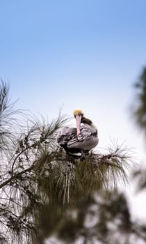 Brown pelican called Pelecanus occidentalis perches in a tree at Lakes Park in Fort Myers, Florida