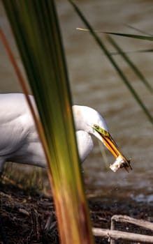 Great Egret Ardea alba in a marsh at Lakes Park in Fort Myers, Florida