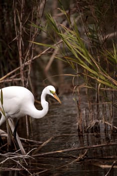 Great Egret Ardea alba in a marsh at Lakes Park in Fort Myers, Florida